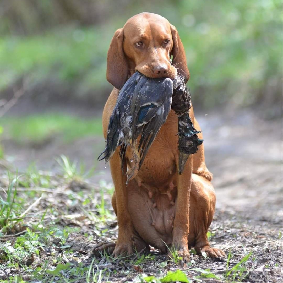 magyar vizsla vaddal a szájában
